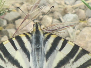  mariposa 2