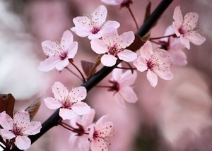  চেরি Blossom