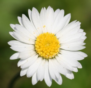 madeliefje, daisy