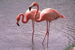 flamenco, flamingo