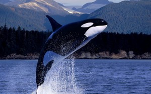  Orca, the Killer ikan paus, paus