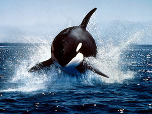  Orca, the Killer balena