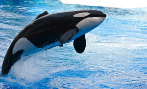  Orca, the Killer ballena