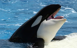  Orca, the Killer baleine