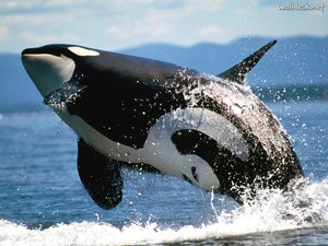  Orca, the Killer ikan paus