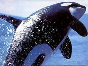  Orca, the Killer nyangumi
