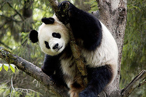  Panda