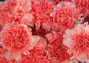  màu hồng, hồng Carnation