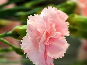  roze Carnation