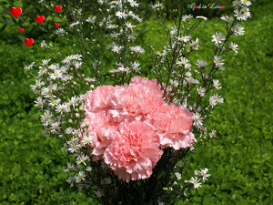  kulay-rosas Carnation