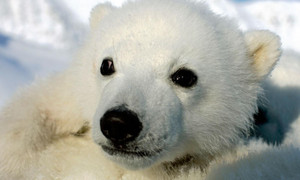  Polar медведь