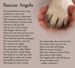  Rescue anges