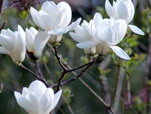  White magnolia