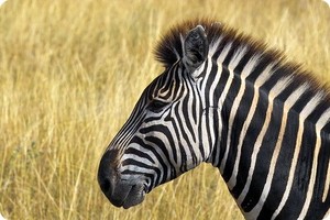 zebra, kuda belang