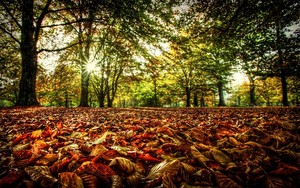  Autumn Hintergrund