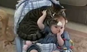  Cat Playing With The Baby