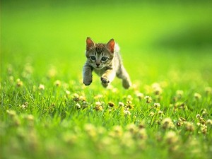  Cute Kitten Prancing Through Field