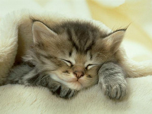  Kitten Taking A Nap