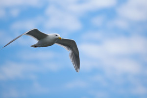  Seagull in Flight