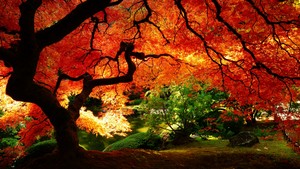  Autumn Scenery