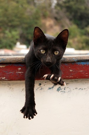  Bombay Cat