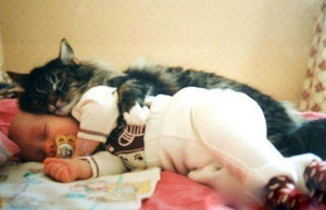  Cat Playing With Baby