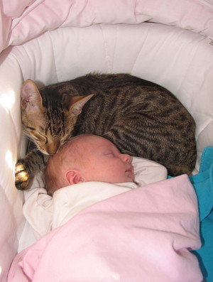 Cat Taking A Nap With The Baby