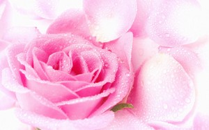  गुलाबी Rose