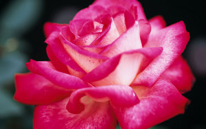  merah jambu Rose