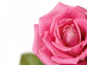  गुलाबी Rose