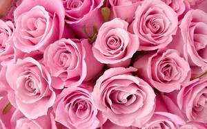  粉, 粉色 Rose