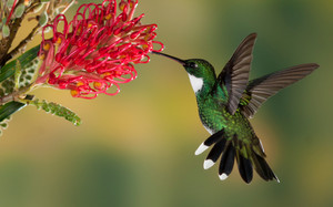 beautiful hummingbird