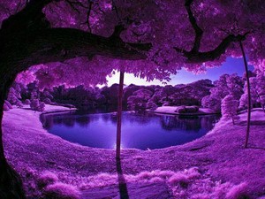  purple nature