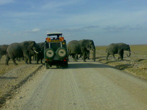  Africa sights and adventures safaris