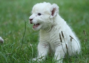  rare white lion born