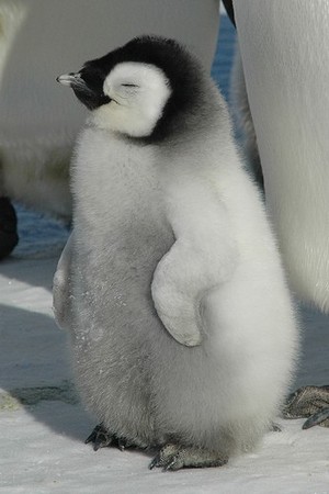  baby penguin, auk