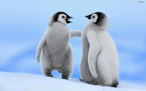  baby pinguin, penguin