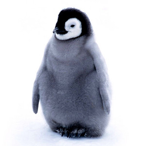  baby chim cánh cụt