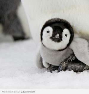  baby 企鹅