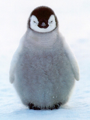  baby پینگوئن, پیںگان