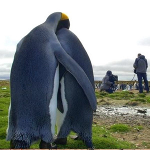  pinguin pair snuggling