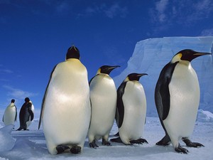  penguins in Anartica