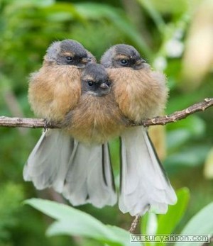  3 birds snuggling together to keep warm