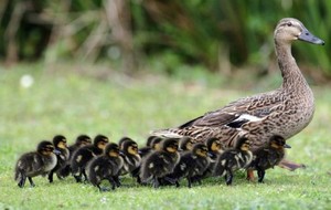 mama duck with her babies