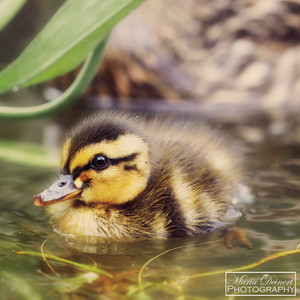 duckling so cute in the pond