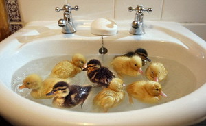 little cute ducklings in a sink