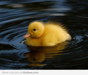  beautiful 小鸭 swimming in the pond