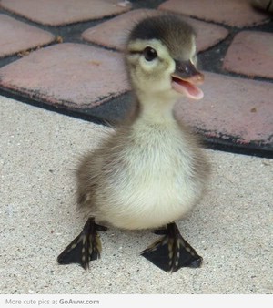 cute little duckling on the patio