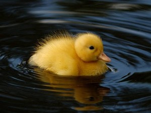  such a cute little duckling سے, دکلانگ