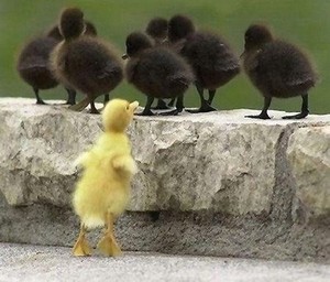 cute little duckling with some black little ducklings